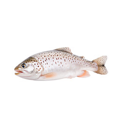 High resolution image of silver trout fish showcasing its detailed features and vibrant colors. This fish is often found