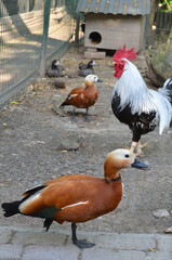  Closeup ruddy shelduck (Tadorna ferruginea) standing on one leg in a bird yard among other domestic birds . Domestic birds , fauna, nature concept.