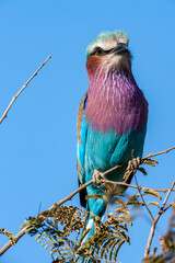 South Africa, Kruger National Park, Lilac-breasted Roller (Coracias caudatus)