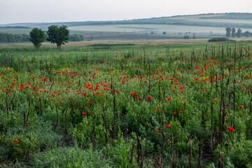 landscape with beautiful and green nature in the Republic of Moldova. Amazing green in the villages of Moldova. Summer the most beautiful season.
