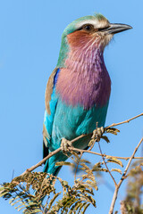 Fototapeta premium South Africa, Kruger National Park, Lilac-breasted Roller (Coracias caudatus)