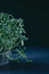 This indoor plant showcases lush green leaves emerging from a dark pot. Its vibrant foliage stands out against a dark background, highlighting healthy growth and intricate details.