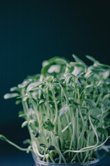 Obraz premium This indoor plant showcases lush green leaves emerging from a dark pot. Its vibrant foliage stands out against a dark background, highlighting healthy growth and intricate details.