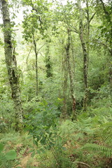 Bosque