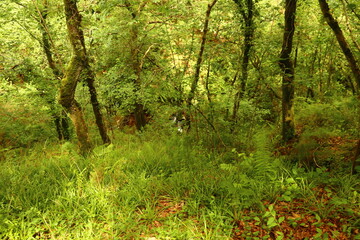 Bosque