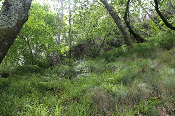 Bosque