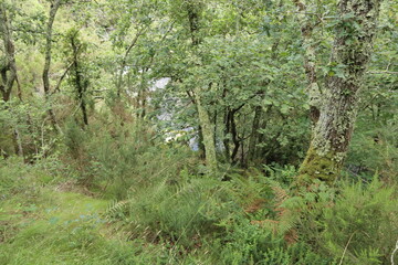 Bosque
