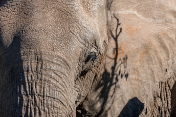 South Africa, Kruger National Park, African Elephant (Loxodonta africana)