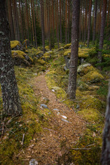 Footpath through a forest in Evo Hiking Area, Finland.