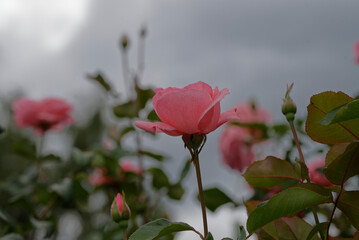 pink rose in the field