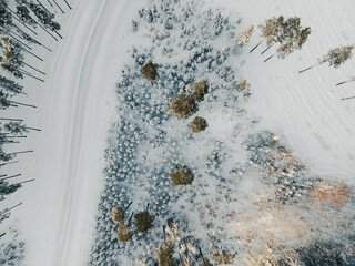 Captivating view of a vast snow-covered forest showcasing evergreens blanketed in white.