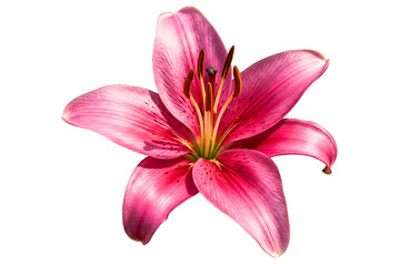 Beautiful pink lily blossom with yellow stamens isolated on a transparent background