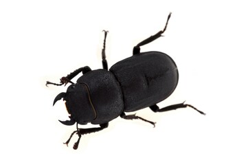 Petite biche ou Dorcus parallelipipedus en gros plan sur fond blanc.