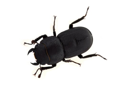 Petite biche ou Dorcus parallelipipedus en gros plan sur fond blanc.