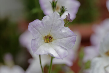 Close up of white petunia flower