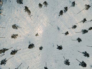 Captivating view of a vast snow-covered forest showcasing evergreens blanketed in white.