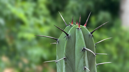 cactus with a green background