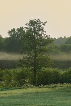 Single lonely tree in a green meadow with morning mist and soft sunlight, tranquil nature landscape at sunrise