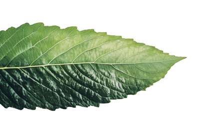 Single vibrant green leaf detail on a transparent background, PNG image, PNG file.