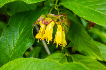 lonicera involucrata yellow buds