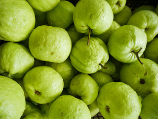 Fresh Green Guavas in Bulk – Healthy Tropical Fruit Harvest, Natural Organic Produce Background
