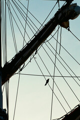 Silhouette of a bird resting on nautical ropes. Small bird perched on ship rigging at dusk.