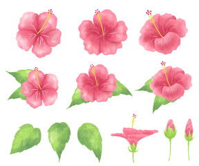 Hand-painted Watercolor Hibiscus Set – Tropical Flowers and Leaves
