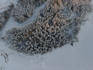 Captivating view of a vast snow-covered forest showcasing evergreens blanketed in white.