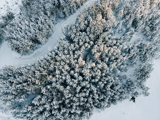 Captivating view of a vast snow-covered forest showcasing evergreens blanketed in white.