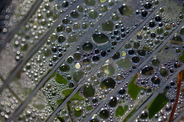 Water droplets gather on a surface covered in fine textures