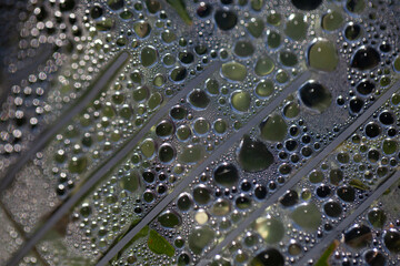 Water droplets gather on a surface covered in fine textures