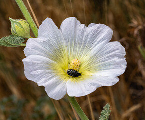 The photo shows a white flower Malvaceae with a yellow center, on which sits a black beetle with...