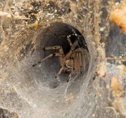 The image depicts a close-up of a spider near the entrance of its web, located in the grass. The spider has reddish-brown legs and a dark body, likely a funnel-web or grass spider