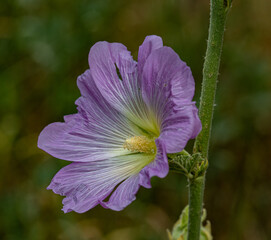 The photo shows a violet flower Malvaceae with a yellow center. In the background, there are...