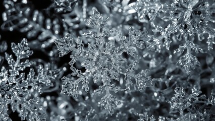 An intricate close-up of snowflakes captured in detail, showcasing their unique and delicate structures against a dark backdrop.