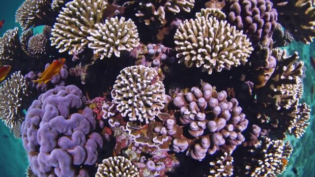 Underwater Coral Paradise: The image showcases vibrant coral reefs flourishing beneath the ocean surface.