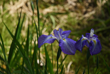 青いハナショウブ