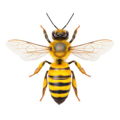 Fototapeta premium Detailed close up of bee with vibrant yellow and black stripes, showcasing its delicate wings and intricate body structure. image highlights bee natural beauty and symmetry