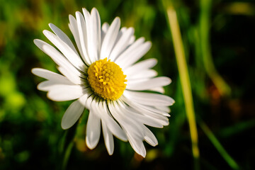 Close-up of a Delicate White Daisy Flower in a Lush Green Meadow