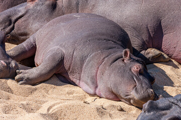 South Africa, Kruger National Park, Hippopotamus 