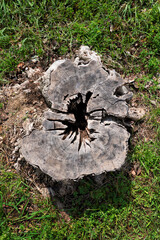 Tronco di legno in piante con prato verde