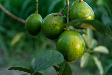 A bunch of avocados hanging from a tree