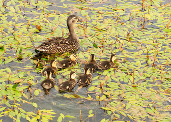 Seven young mallard chicks, Anas platyrhynchos, swim close to their mother at the edge of a pond covered in long-leaf pondweed.