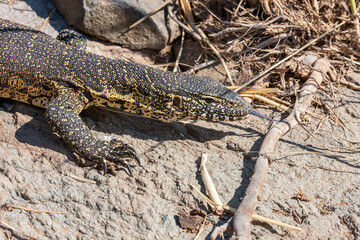 South Africa, Kruger National Park, Nile Monitor (Varanus niloticus)