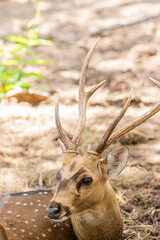 Close-up fallow deer in wild nature