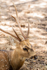 Close-up fallow deer in wild nature