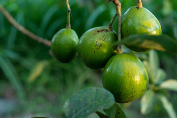 A bunch of avocados hanging from a tree