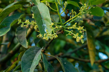 avocado tree flowers in the garden