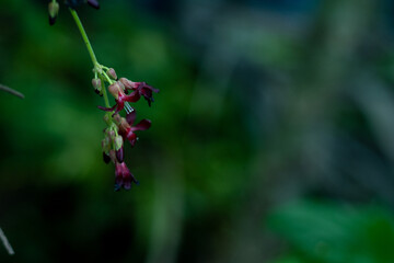 starfruit flower