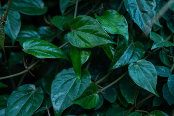betel leaves for traditional medicine